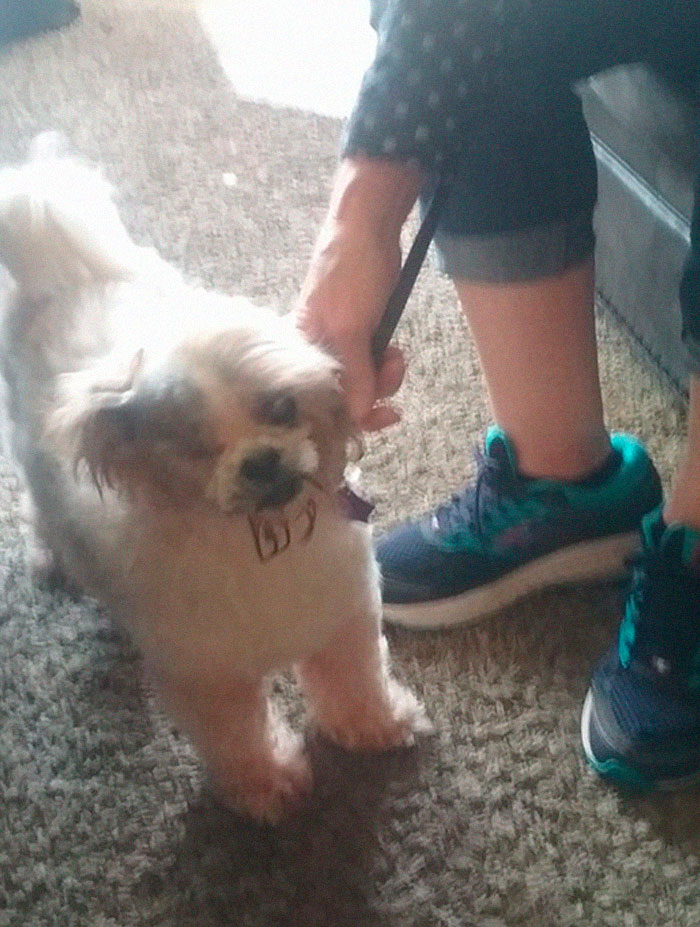 Rescue-Dogs-Stories-Megan-Burris