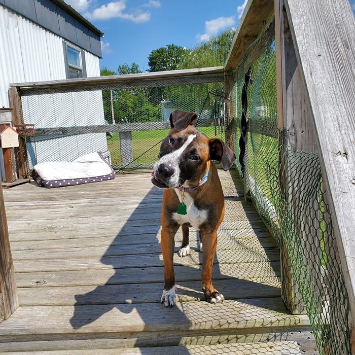 Rescue-Dogs-Stories-Megan-Burris