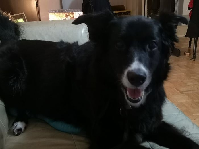 Rescue-Dogs-Stories-Megan-Burris