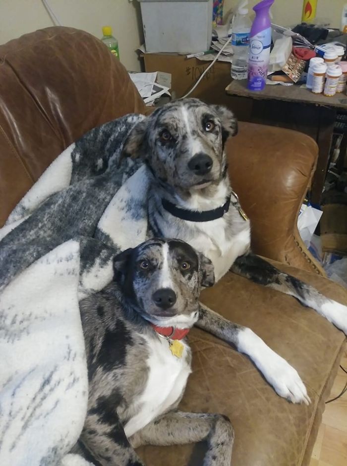 Rescue-Dogs-Stories-Megan-Burris