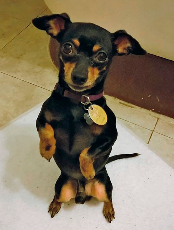 Rescue-Dogs-Stories-Megan-Burris