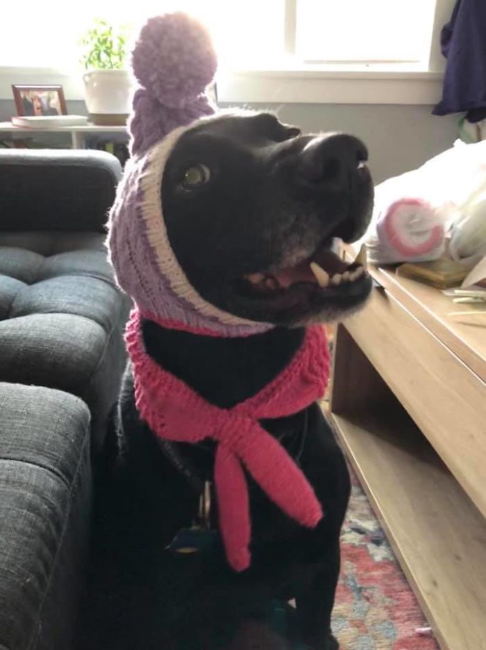 Rescue-Dogs-Stories-Megan-Burris