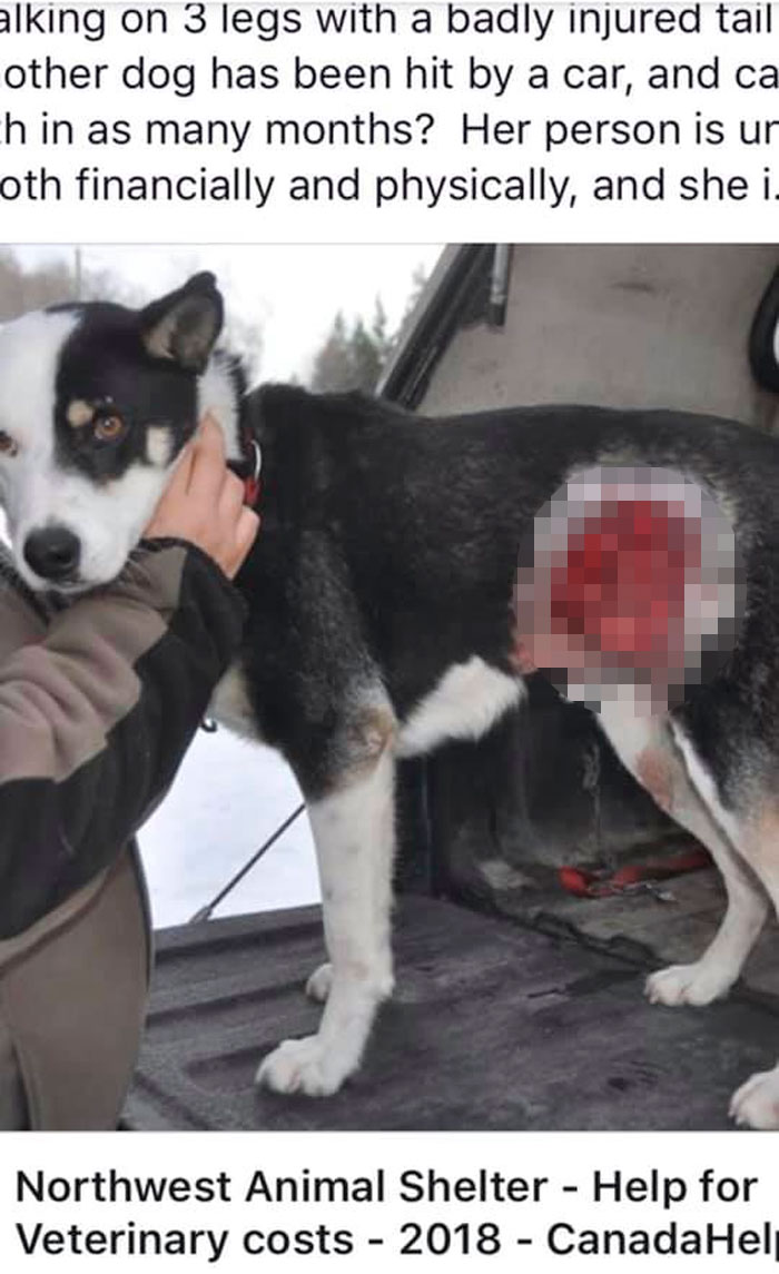 Rescue-Dogs-Stories-Megan-Burris