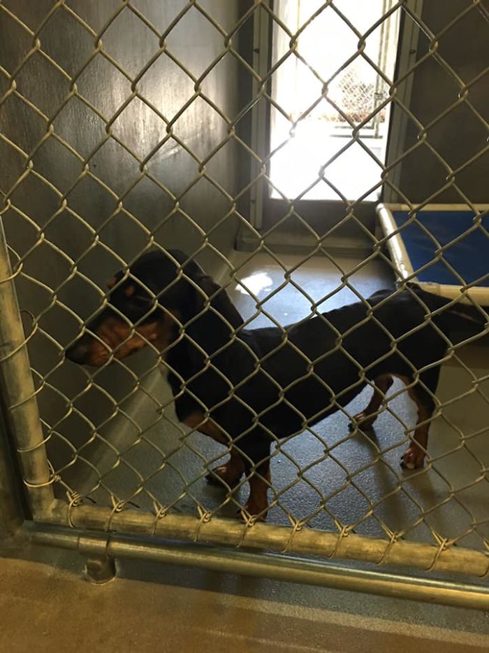 Rescue-Dogs-Stories-Megan-Burris