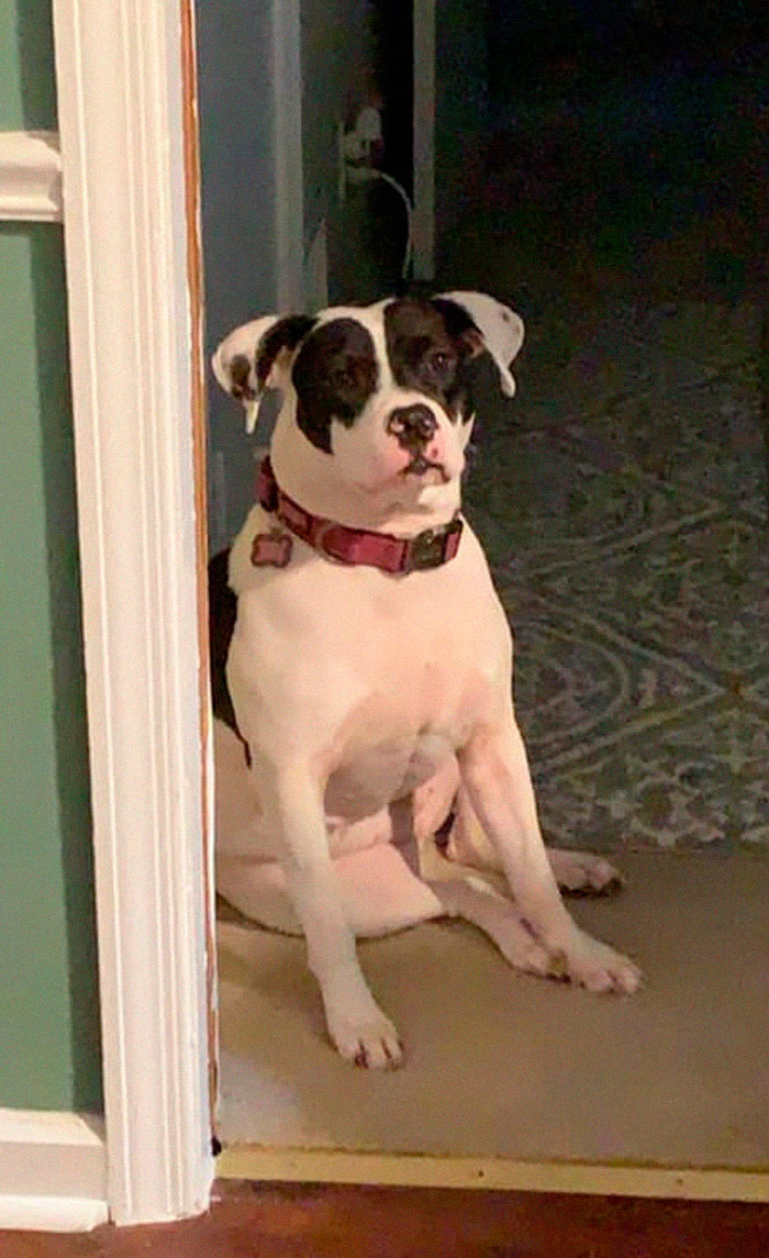 Rescue-Dogs-Stories-Megan-Burris