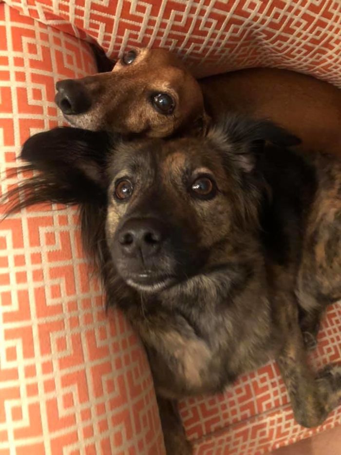 Rescue-Dogs-Stories-Megan-Burris