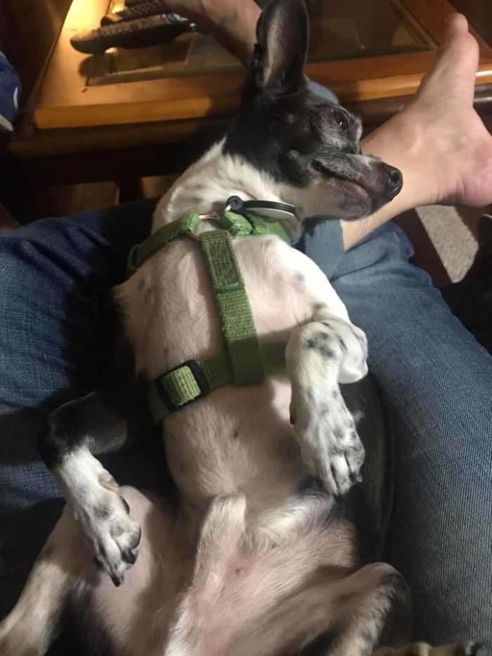 Rescue-Dogs-Stories-Megan-Burris