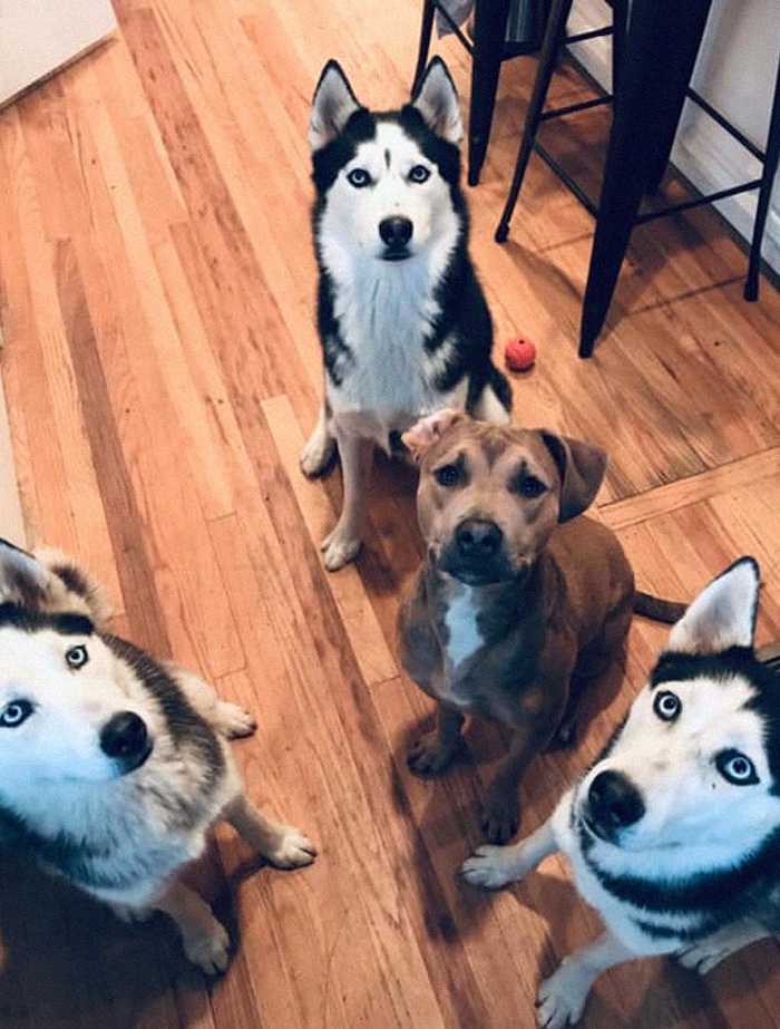 Rescue-Dogs-Stories-Megan-Burris