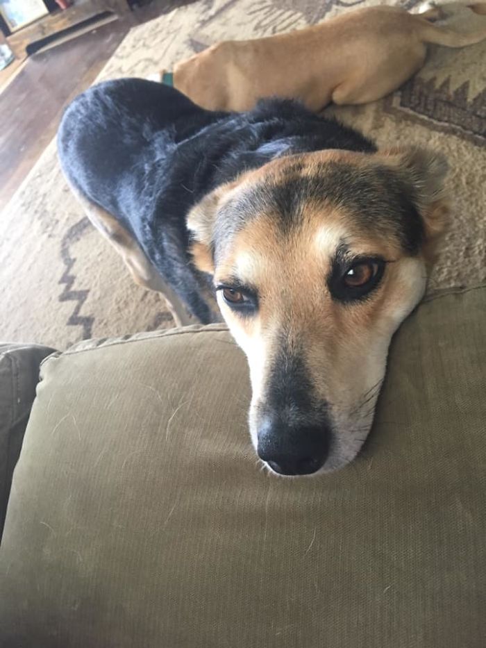 Rescue-Dogs-Stories-Megan-Burris