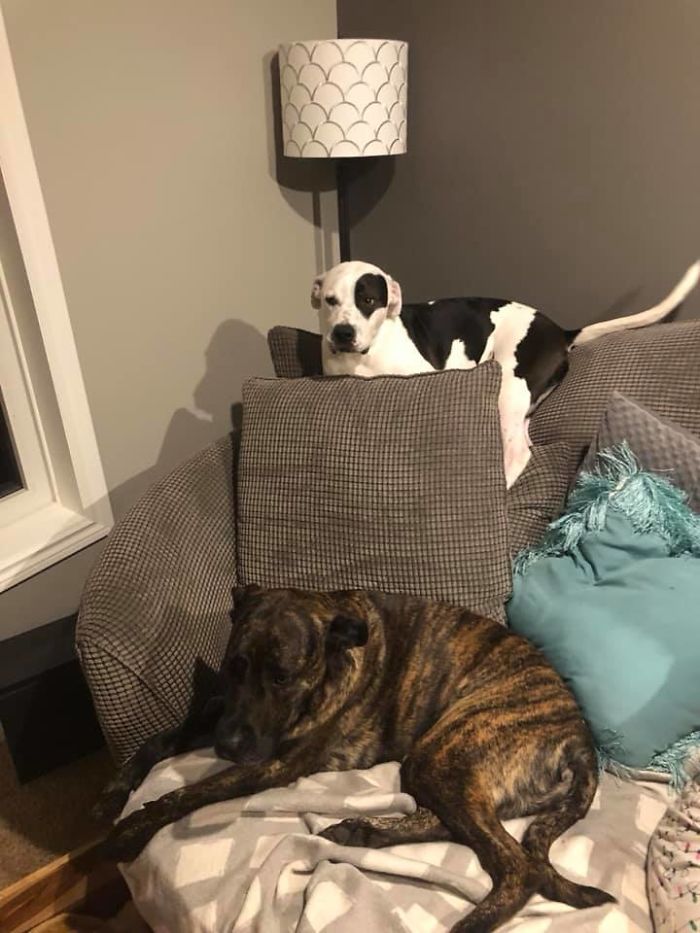 Rescue-Dogs-Stories-Megan-Burris