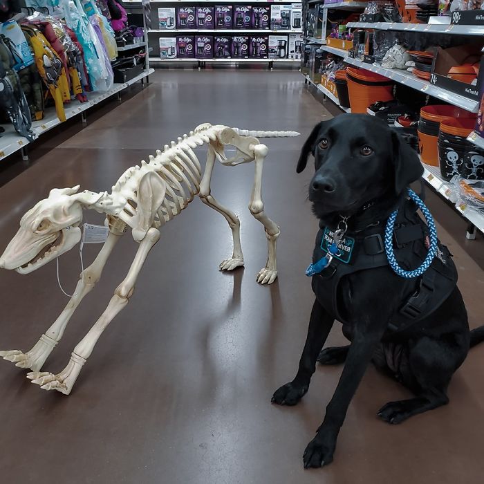 Rescue-Dogs-Stories-Megan-Burris