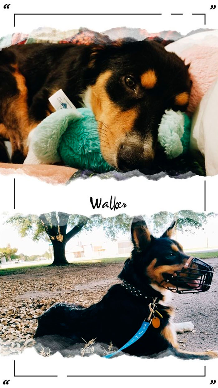 Rescue-Dogs-Stories-Megan-Burris