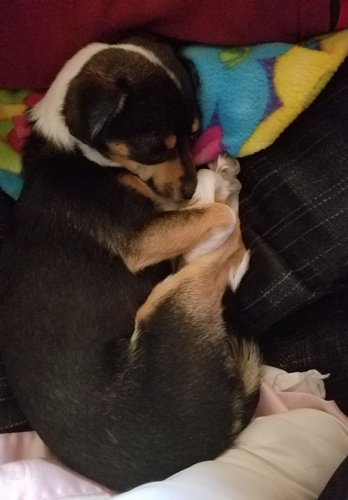 Rescue-Dogs-Stories-Megan-Burris