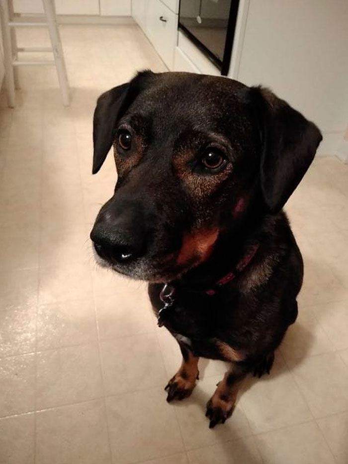 Rescue-Dogs-Stories-Megan-Burris