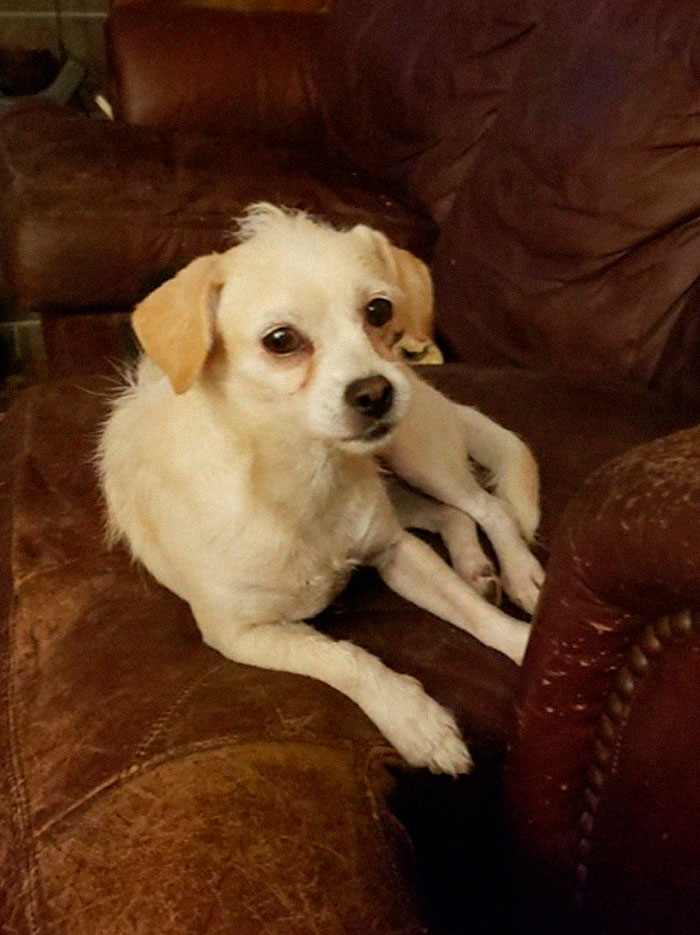 Rescue-Dogs-Stories-Megan-Burris