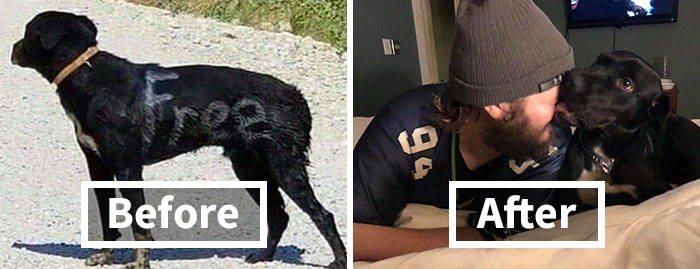 People Are Posting Rescue Dog Stories In Response To This Viral Post About An Abandoned Dog (30 Stories)