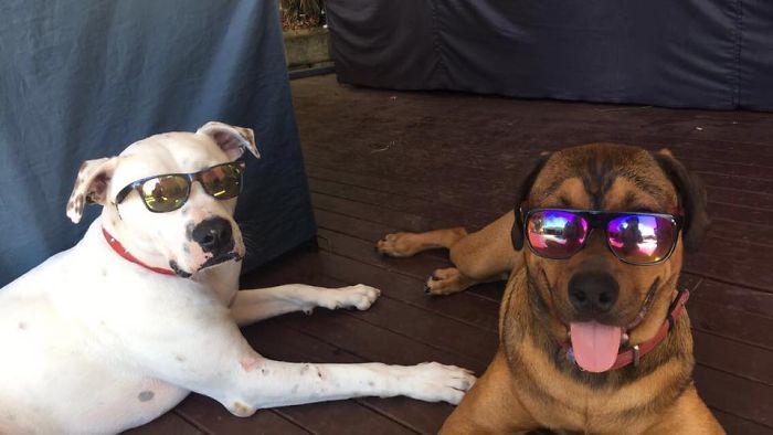 Rescue-Dogs-Stories-Megan-Burris