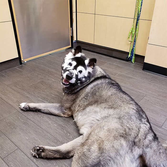 Owners Share Their Unique-Looking Pup's Heartbreaking Journey To Educate Others About A Very Serious Disease