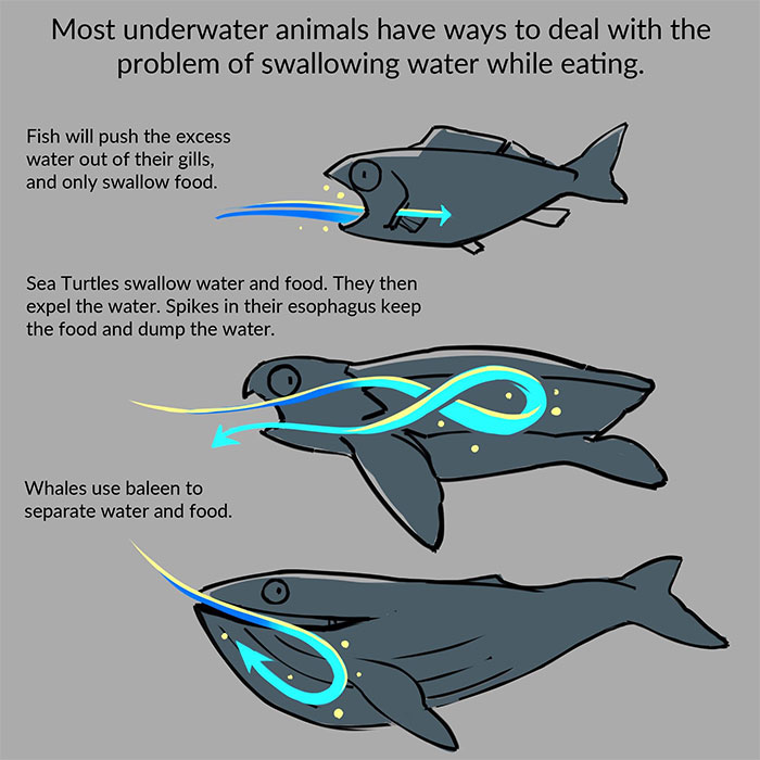 Sea Turtles Have Terrifying Mouths And This Person Explains The Science Behind It Sea Turtles Have Terrifying Mouths And This Person Explains The Science Behind It