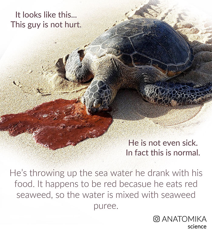 Sea Turtles Have Terrifying Mouths And This Person Explains The Science Behind It