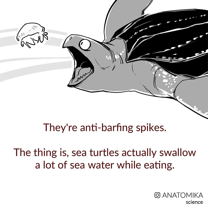 Sea Turtles Have Terrifying Mouths And This Person Explains The Science Behind It Sea Turtles Have Terrifying Mouths And This Person Explains The Science Behind It