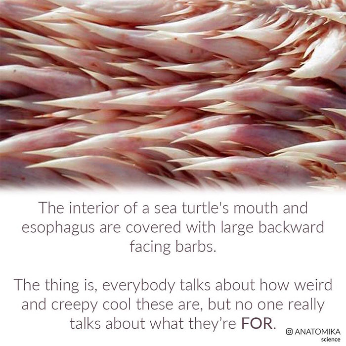 Sea Turtles Have Terrifying Mouths And This Person Explains The Science Behind It Sea Turtles Have Terrifying Mouths And This Person Explains The Science Behind It