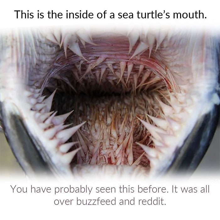 Sea Turtles Have Terrifying Mouths And This Person Explains The Science Behind It