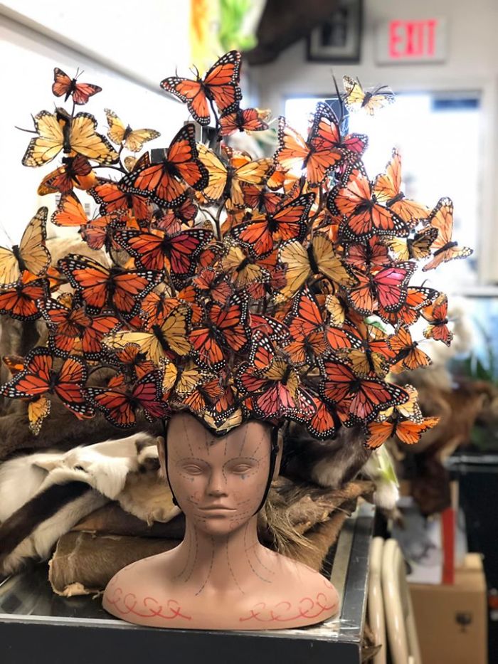 Found Today At Local Oddities Store In Fort Wayne,indiana