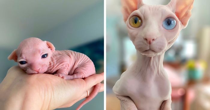 My Daughter Researched That A Sphynx Is The Best Cat For Our Family And Although I Was Hesitant At First, She Was Right