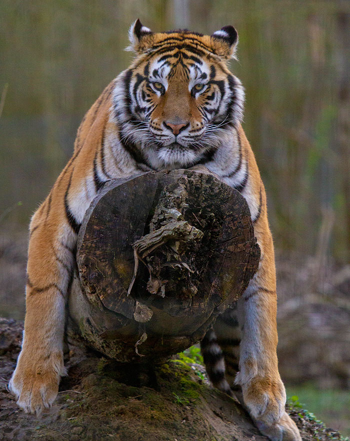 Turns Out, Tigers Have Spots That Look Like Eyes On Their Ears To Confuse Prey