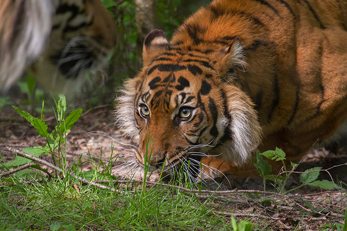 Turns Out, Tigers Have Spots That Look Like Eyes On Their Ears To Confuse Prey Turns Out, Tigers Have Spots That Look Like Eyes On Their Ears To Confuse Prey
