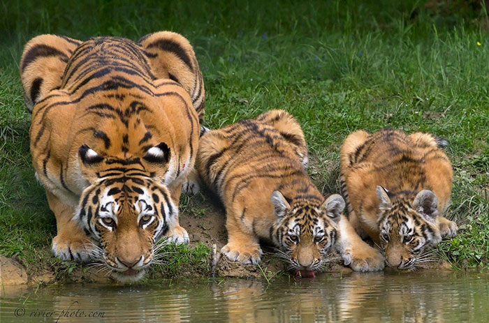 Turns Out, Tigers Have Spots That Look Like Eyes On Their Ears To Confuse Prey