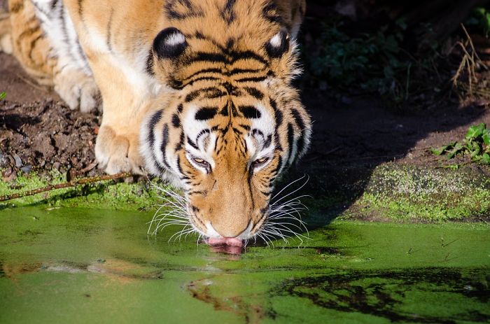 Turns Out, Tigers Have Spots That Look Like Eyes On Their Ears To Confuse Prey Turns Out, Tigers Have Spots That Look Like Eyes On Their Ears To Confuse Prey