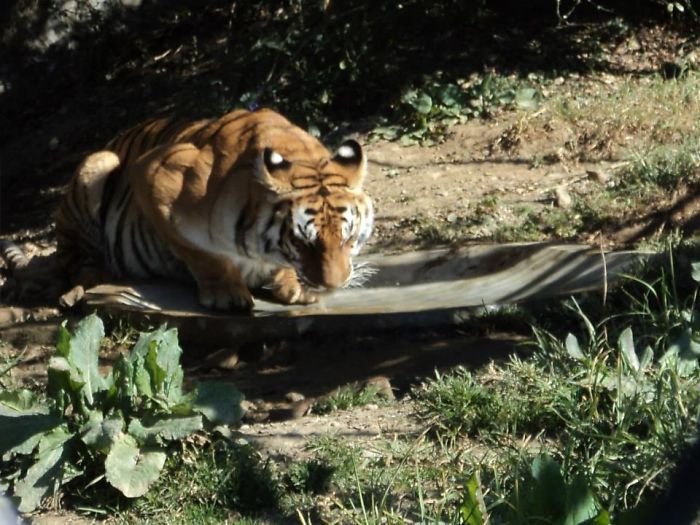 Turns Out, Tigers Have Spots That Look Like Eyes On Their Ears To Confuse Prey Turns Out, Tigers Have Spots That Look Like Eyes On Their Ears To Confuse Prey