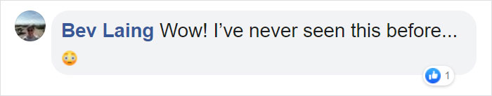 Turns Out, Tigers Have Spots That Look Like Eyes On Their Ears To Confuse Prey