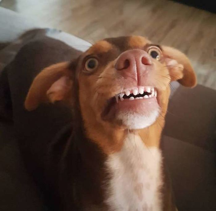 Family Spends Hours Looking For Grandma‘s Lost Dentures Only To Find Them In Their Dog's Mouth Family Spends Hours Looking For Grandma‘s Lost Dentures Only To Find Them In Their Dog's Mouth