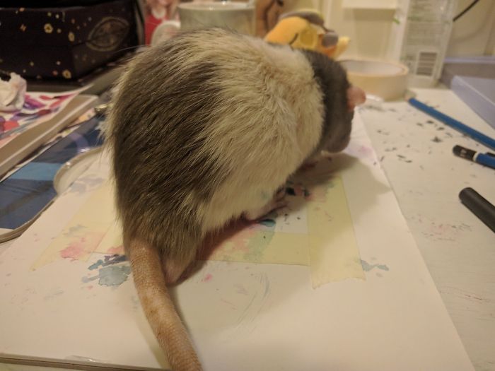 If You Haven't Smiled Today, Meet Darius, The Rat Who Was Taught To Paint If You Haven't Smiled Today, Meet Darius, The Rat Who Was Taught To Paint
