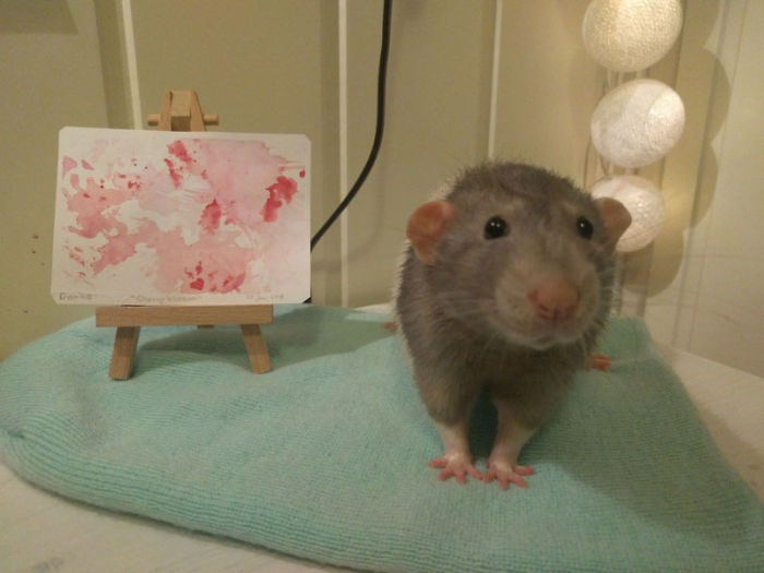 If You Haven't Smiled Today, Meet Darius, The Rat Who Was Taught To Paint