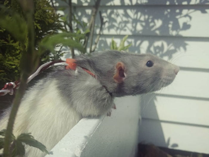 If You Haven't Smiled Today, Meet Darius, The Rat Who Was Taught To Paint If You Haven't Smiled Today, Meet Darius, The Rat Who Was Taught To Paint