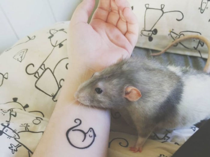 If You Haven't Smiled Today, Meet Darius, The Rat Who Was Taught To Paint If You Haven't Smiled Today, Meet Darius, The Rat Who Was Taught To Paint