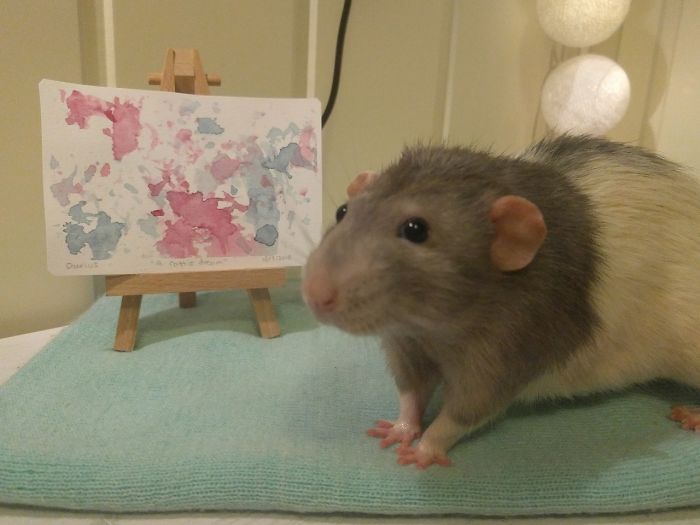 If You Haven't Smiled Today, Meet Darius, The Rat Who Was Taught To Paint If You Haven't Smiled Today, Meet Darius, The Rat Who Was Taught To Paint
