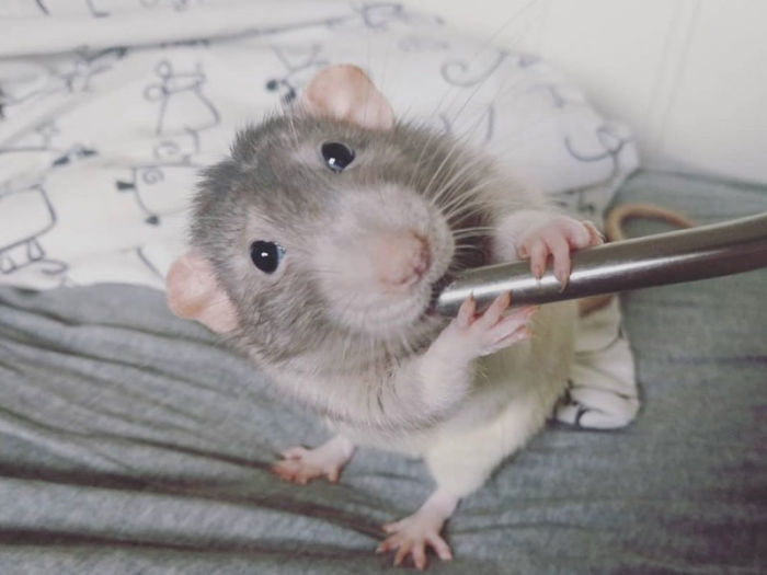 If You Haven't Smiled Today, Meet Darius, The Rat Who Was Taught To Paint If You Haven't Smiled Today, Meet Darius, The Rat Who Was Taught To Paint