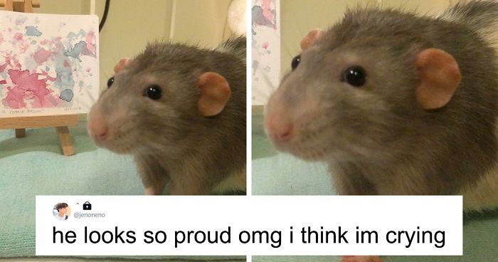 If You Haven’t Smiled Today, Meet Darius, The Rat Who Was Taught To Paint
