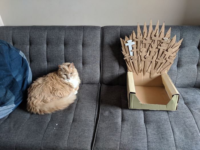Arthur The Cat Just Got His Own Iron Throne And It's A Better Ending Than The Season 8 Finale Arthur The Cat Just Got His Own Iron Throne And It's A Better Ending Than The Season 8 Finale