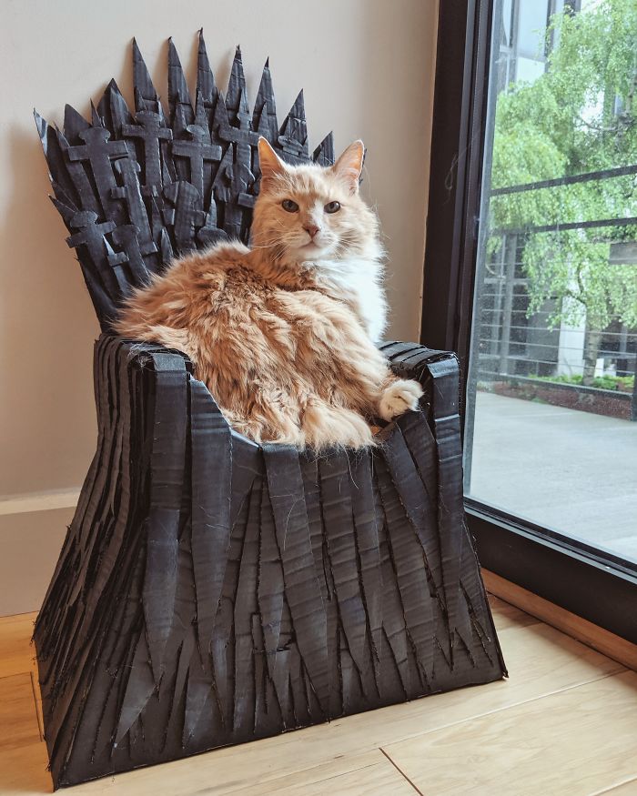 Arthur The Cat Just Got His Own Iron Throne And It's A Better Ending Than The Season 8 Finale Arthur The Cat Just Got His Own Iron Throne And It's A Better Ending Than The Season 8 Finale