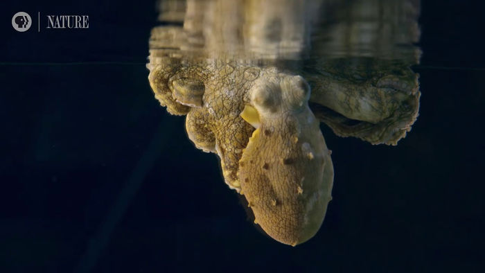 Someone Films This Octopus Changing Colors While Dreaming And It's Spectacular Someone Films This Octopus Changing Colors While Dreaming And It's Spectacular