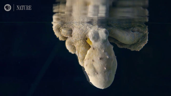 Someone Films This Octopus Changing Colors While Dreaming And It's Spectacular Someone Films This Octopus Changing Colors While Dreaming And It's Spectacular