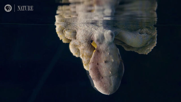 Someone Films This Octopus Changing Colors While Dreaming And It's Spectacular Someone Films This Octopus Changing Colors While Dreaming And It's Spectacular