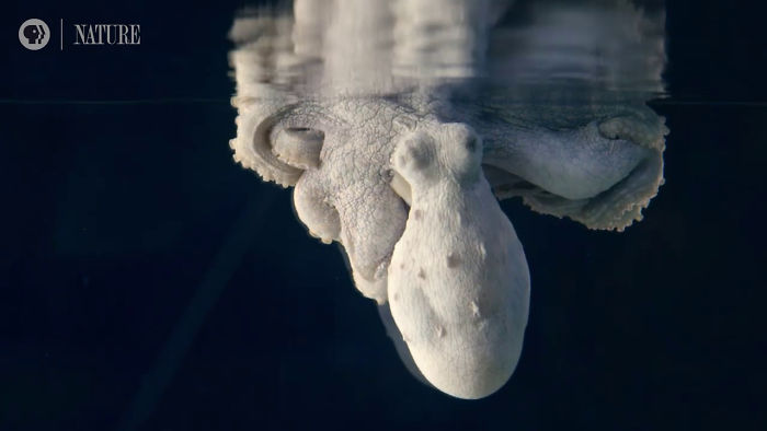 Someone Films This Octopus Changing Colors While Dreaming And It's Spectacular Someone Films This Octopus Changing Colors While Dreaming And It's Spectacular