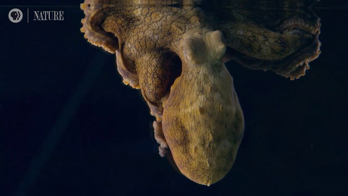 Someone Films This Octopus Changing Colors While Dreaming And It's Spectacular Someone Films This Octopus Changing Colors While Dreaming And It's Spectacular